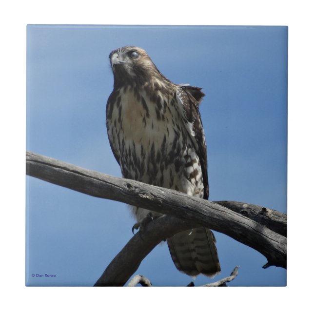 B54 Swainson's Hawk Ceramic Tile (Front)