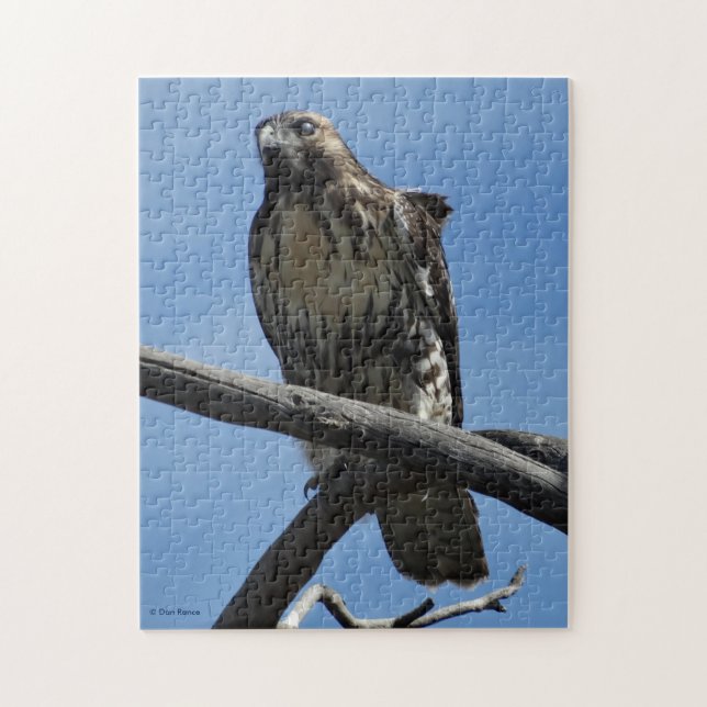 B54 Swainson's Hawk Jigsaw Puzzle (Vertical)