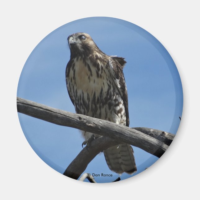 B54 Swainson's Hawk Magnet (Front)