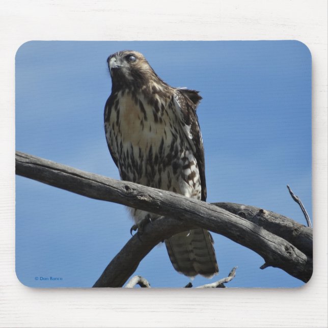 B54 Swainson's Hawk Mouse Pad (Front)