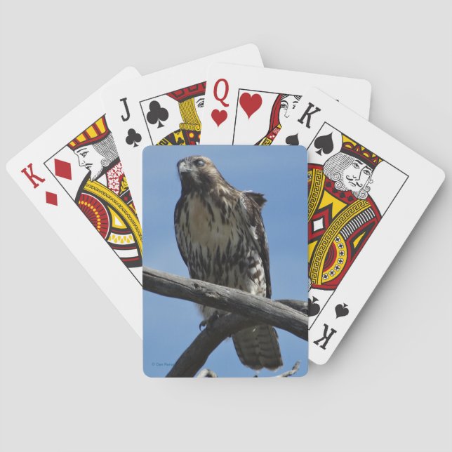 B54 Swainson's Hawk Playing Cards (Back)