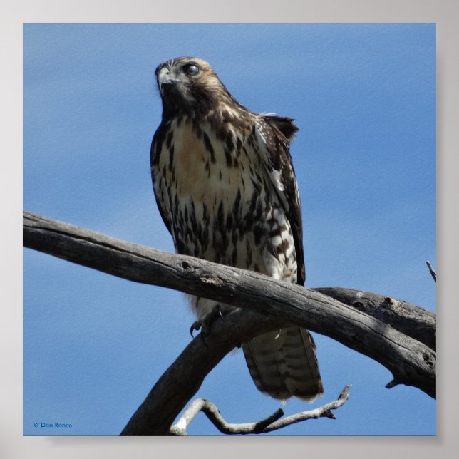 B54 Swainson's Hawk Poster (Front)