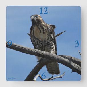 B54 Swainson's Hawk Square Wall Clock