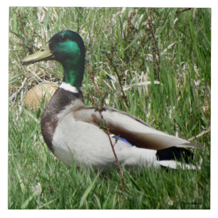 B55 Mallard Duck Drake Greenhead in the Grass Ceramic Tile