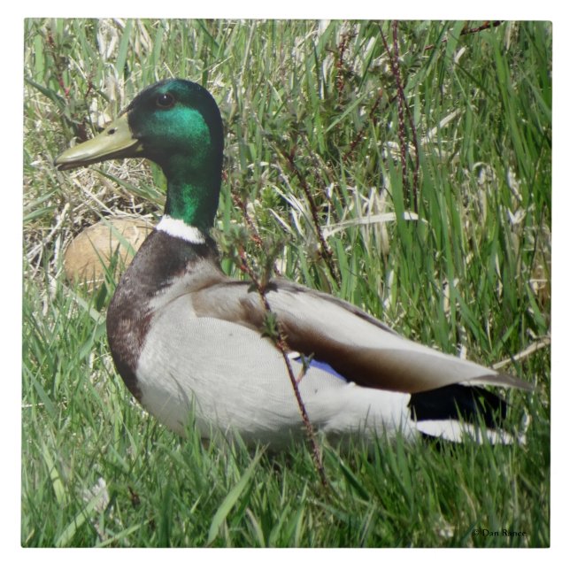B55 Mallard Duck Drake Greenhead in the Grass Ceramic Tile (Front)