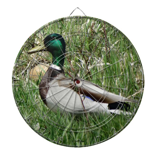 B55 Mallard Duck Drake Greenhead in the Grass Dartboard (Front)