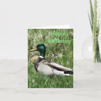 B55 Mallard Duck Drake Greenhead in the Grass