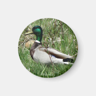 B55 Mallard Duck Drake Greenhead in the Grass Magnet