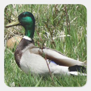 B55 Mallard Duck Drake Greenhead in the Grass Square Sticker