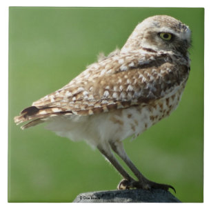 B56 Burrowing Owl Ceramic Tile