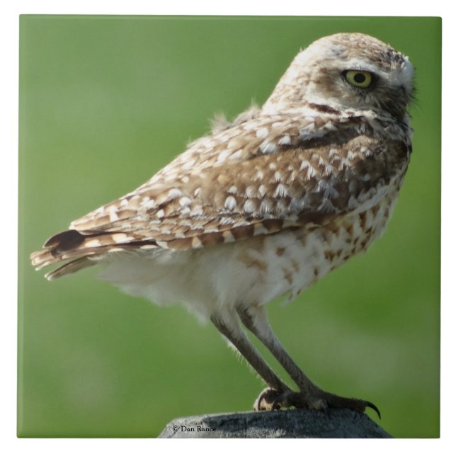 B56 Burrowing Owl Ceramic Tile (Front)