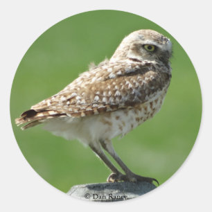 B56 Burrowing Owl Classic Round Sticker
