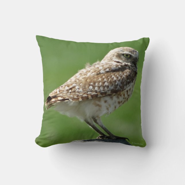B56 Burrowing Owl Cushion (Front)