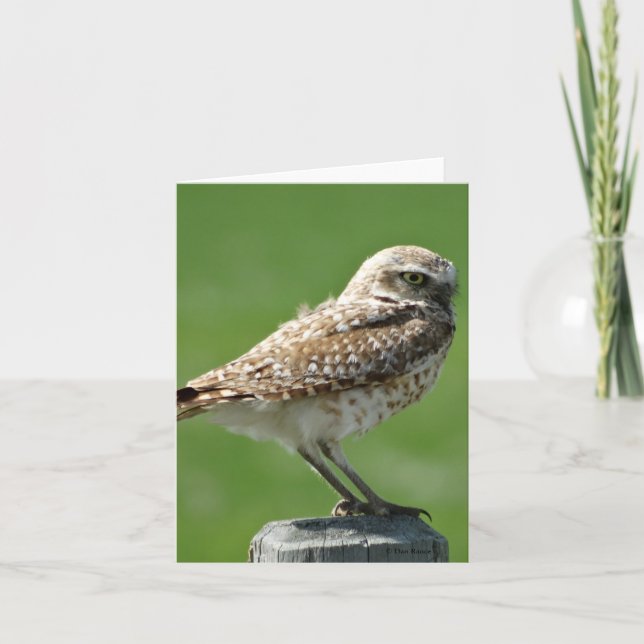 B56 Burrowing Owl Holiday Card (Front)