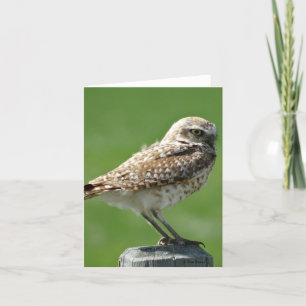 B56 Burrowing Owl Holiday Card