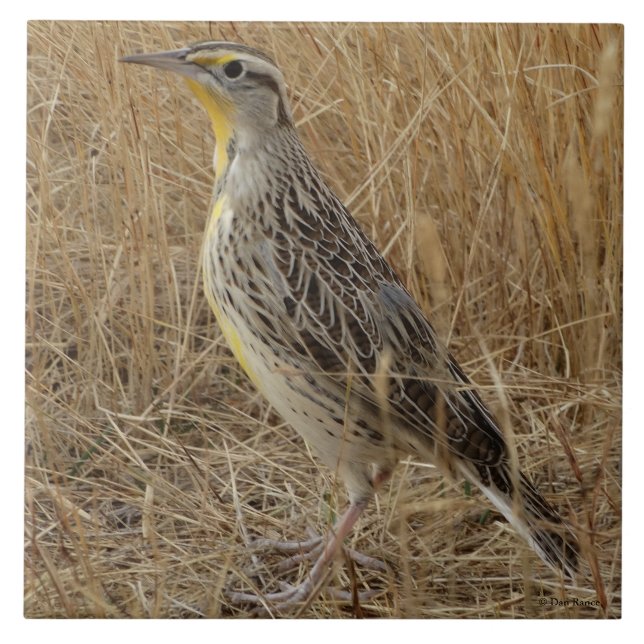 B57 Western Meadowlark Ceramic Tile (Front)