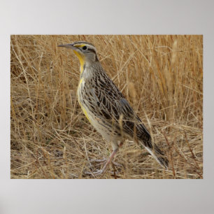 B57 Western Meadowlark Poster