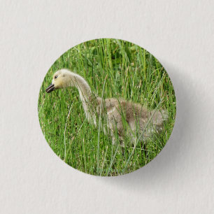 B58 Canada Goose Gosling in the Grass 3 Cm Round Badge