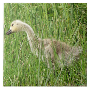 B58 Canada Goose Gosling in the Grass Ceramic Tile