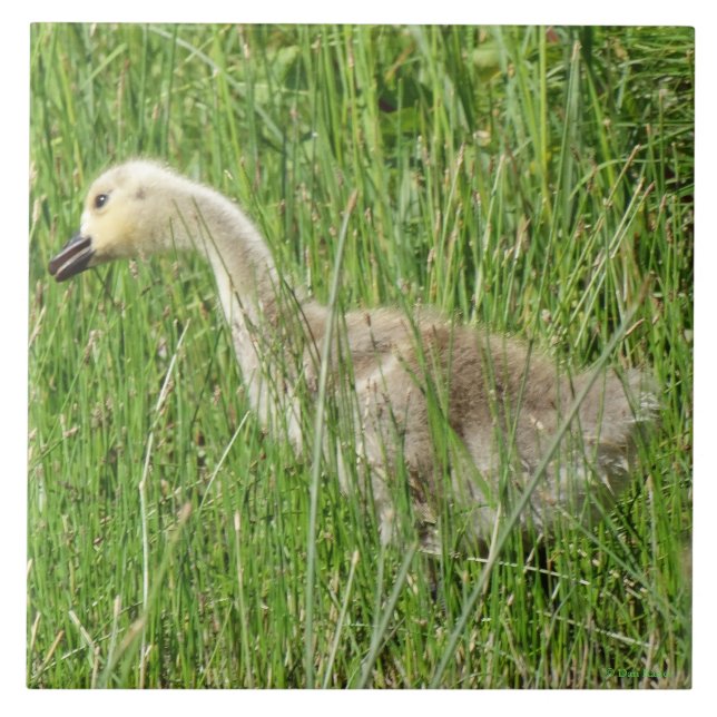 B58 Canada Goose Gosling in the Grass Ceramic Tile (Front)