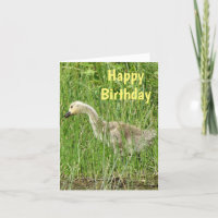 B58 Canada Goose Gosling in the Grass