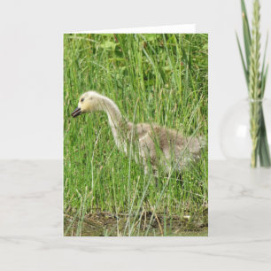 B58 Canada Goose Gosling in the Grass Holiday Card