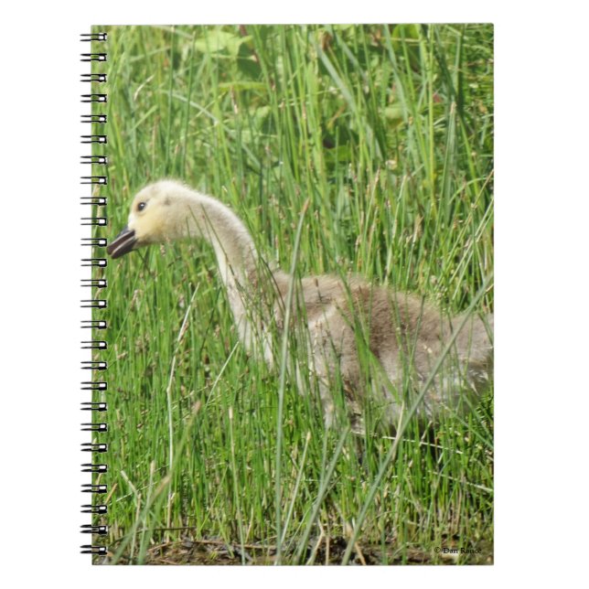 B58 Canada Goose Gosling in the Grass Notebook (Front)