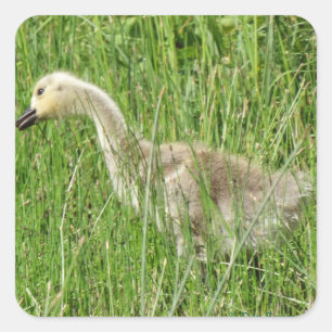 B58 Canada Goose Gosling in the Grass Square Sticker