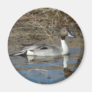 B5 Pintail Drake Magnet