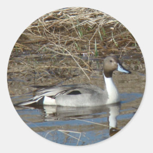 B5 Pintail Duck Drake Classic Round Sticker