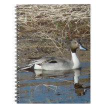 B5 Pintail Duck Drake