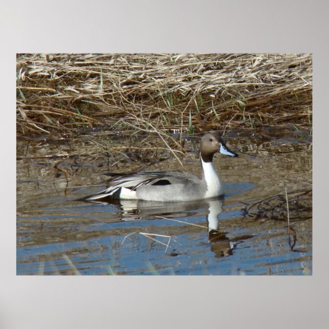 B5 Pintail Duck Drake Poster (Front)