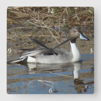 B5 Pintail Duck Drake