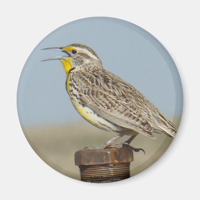 B6 Meadow Lark Magnet (Front)