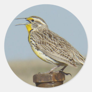 B6 Western Meadowlark Classic Round Sticker