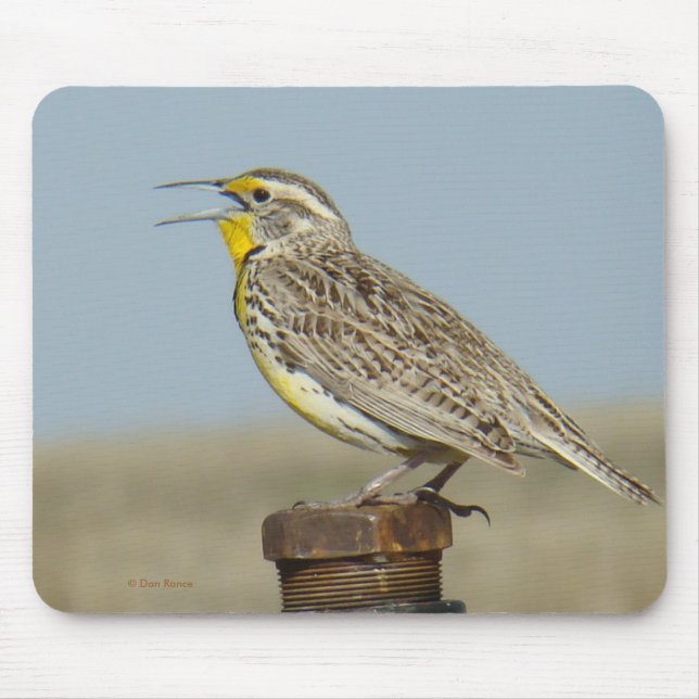B6 Western Meadowlark Mouse Pad (Front)