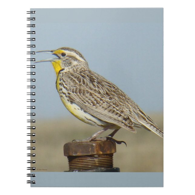 B6 Western Meadowlark Notebook (Front)