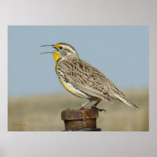 B6 Western Meadowlark Poster