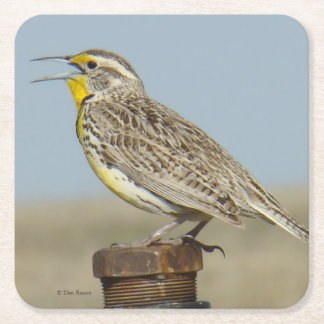B6 Western Meadowlark Square Paper Coaster