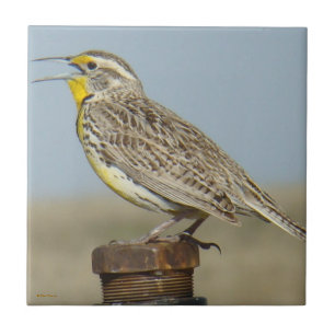 B6 Western Meadowlark Tile