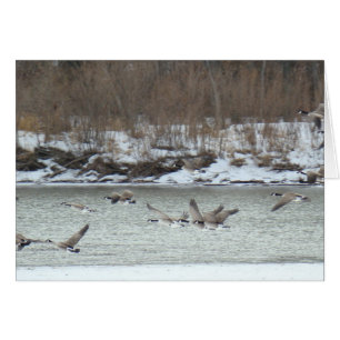 B7 Canadian Geese in Flight