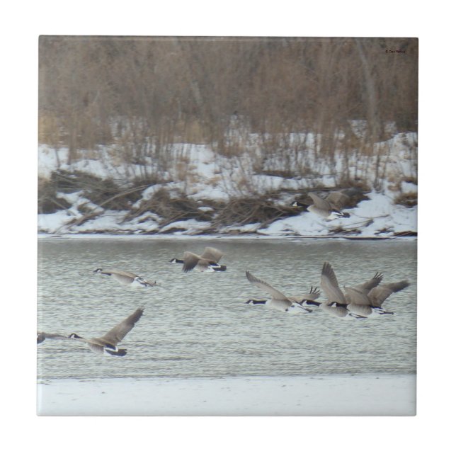B7 Canadian Geese in Flight Ceramic Tile (Front)
