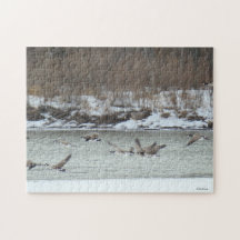 B7 Canadian Geese in Flight