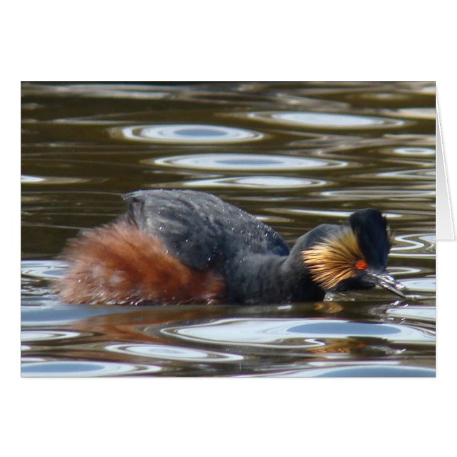 B8 Eared Grebe Courting (Front Horizontal)
