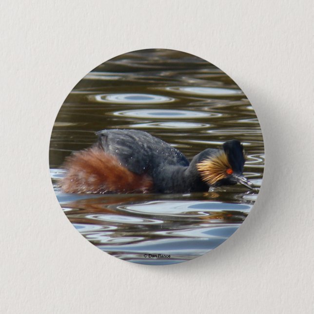 B8 Eared Grebe Courting 6 Cm Round Badge (Front)
