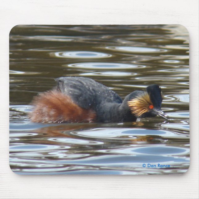 B8 Eared Grebe Courting Mouse Pad (Front)