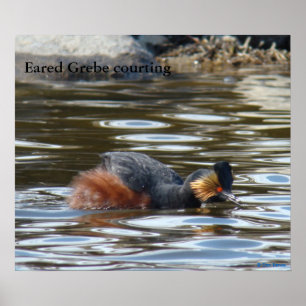 B8 Eared Grebe Courting Poster