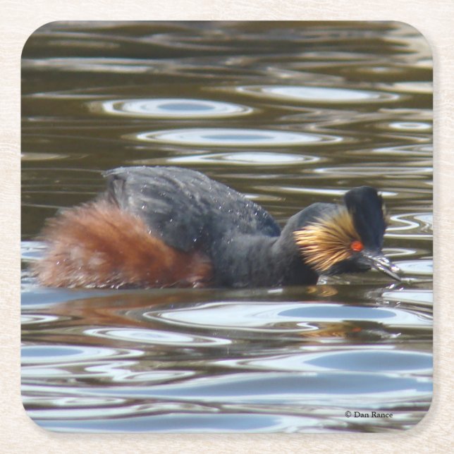 B8 Eared Grebe Courting Square Paper Coaster (Front)