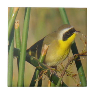 B9 Common Yellowthroat Ceramic Tile
