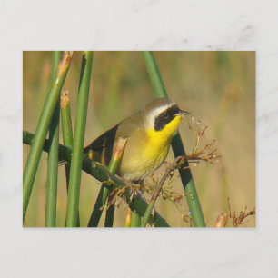 B9 Common Yellowthroat Postcard